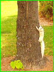 Écureuil blanc / White squirrel
