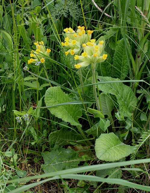 Primula veris (2)