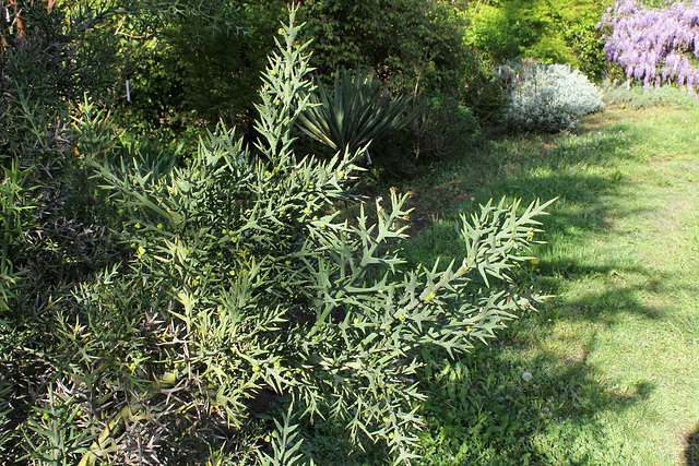 Colletia armata( hystrix)