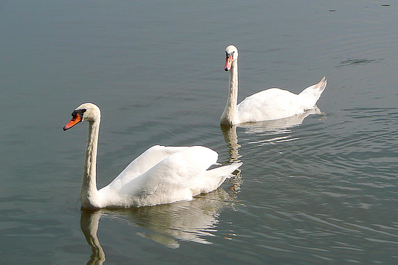 Spaziergang am Fasanenschlößchen - Moritzburg - August 2008