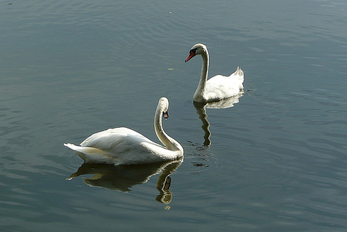 Spaziergang am Fasanenschlößchen - Moritzburg - August 2008