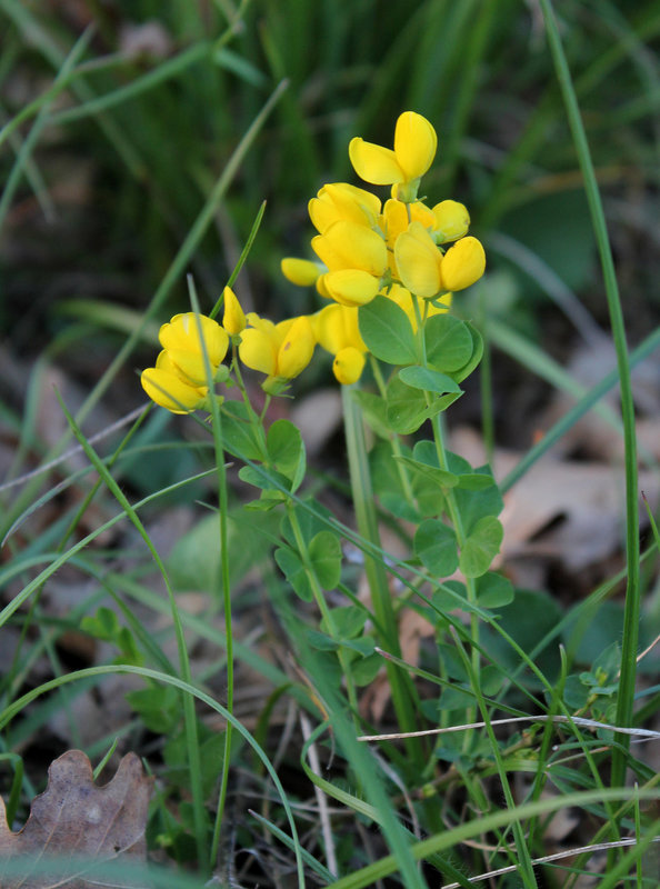 Cytisophyllum sessilifolium (3)