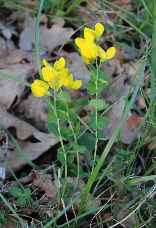 Cytisophyllum sessilifolium