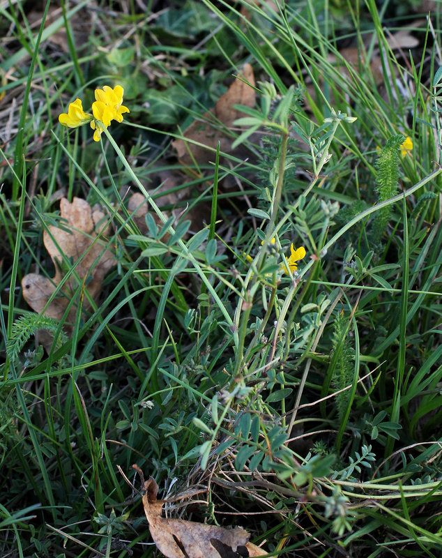 Hippocrepis comosum