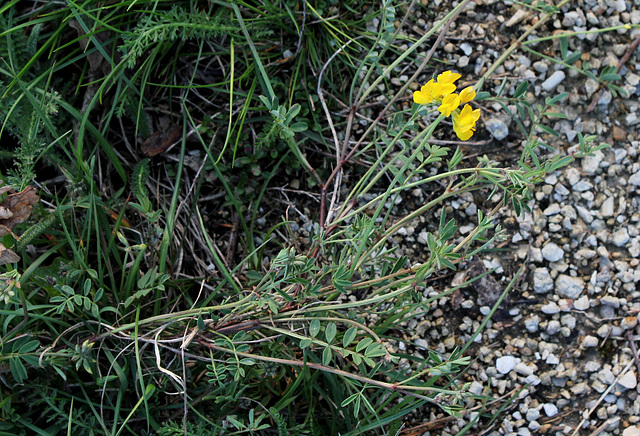 Hippocrepis comosum