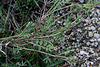 Hippocrepis comosum