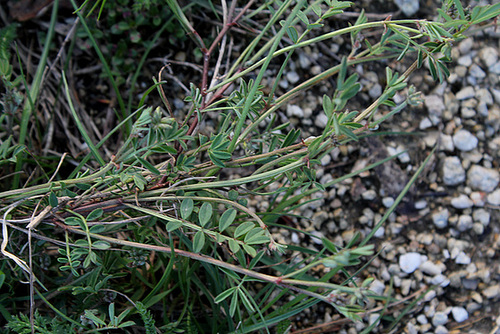 Hippocrepis comosum