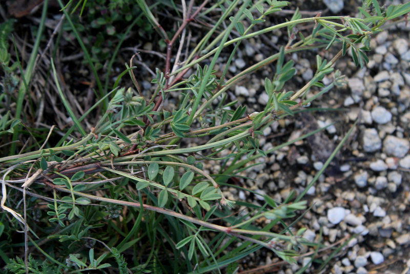 Hippocrepis comosum