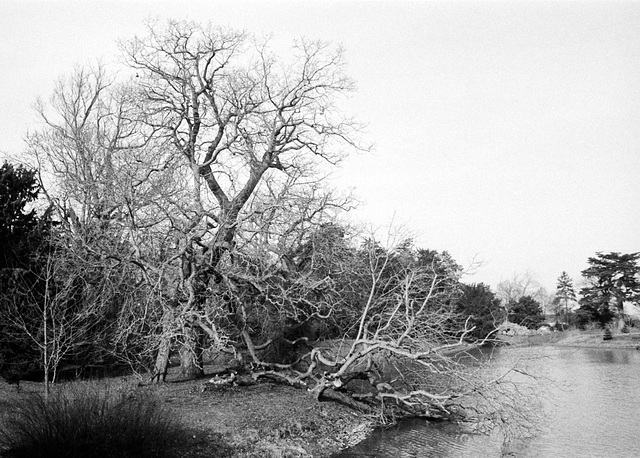 Broken Tree by the Lake at Croome Park