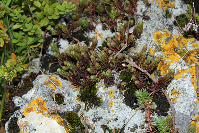 Sedum ochroleucum ou anopetalum ?