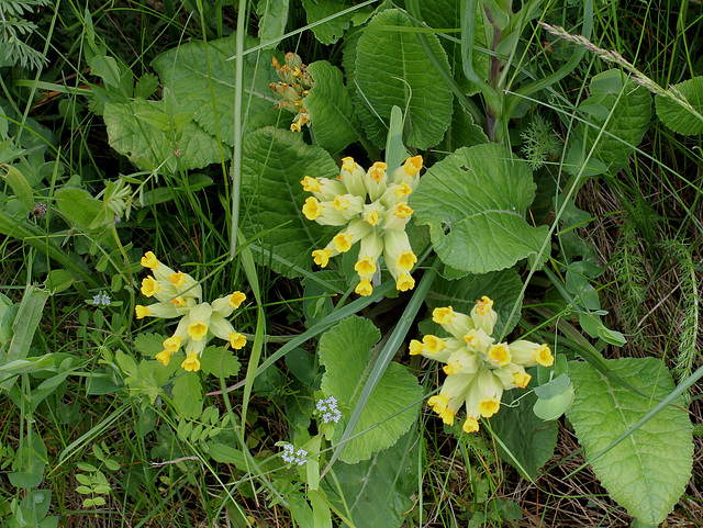 Primula veris (3)