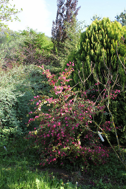 Loropetalum chinense 'Daybreak's Flame'