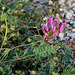 Astragalus monspessulanus - Astragale de Montpellier