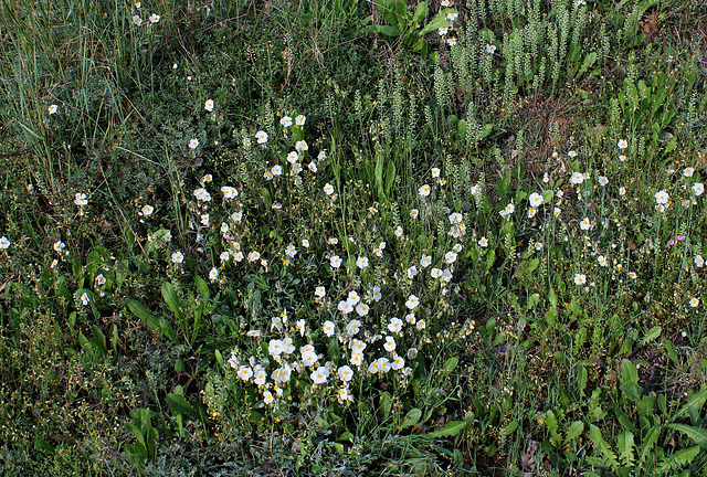 Helianthemum apenninum