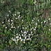 Helianthemum apenninum