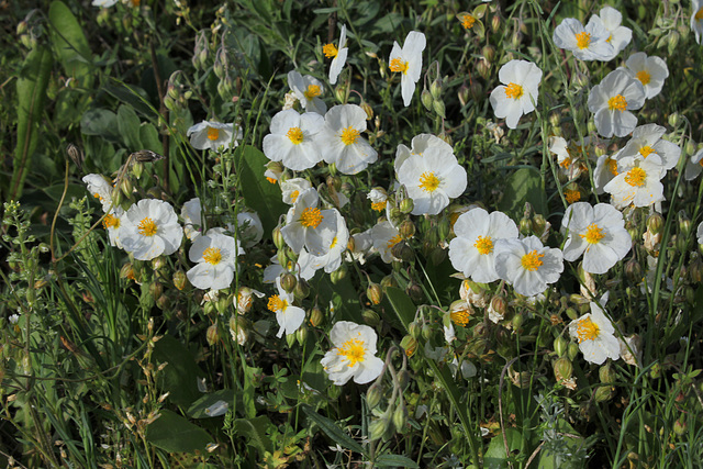 Helianthemum apenninum