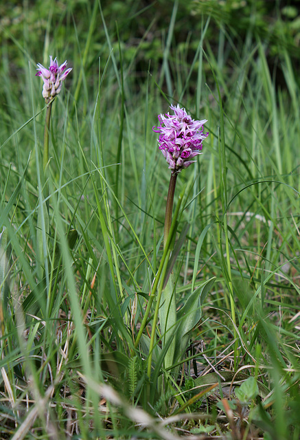 Orchis simia - Orchis singe