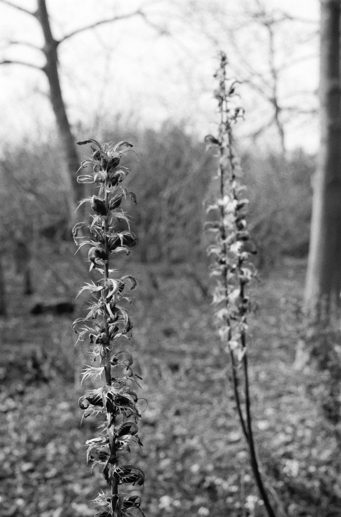 Seed Pods at Croome Park