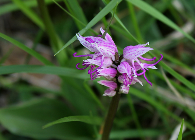 Orchis simia - Orchis singe