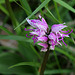 Orchis simia - Orchis singe