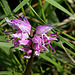 Orchis simia - Orchis singe