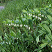 Polygonatum odoratum