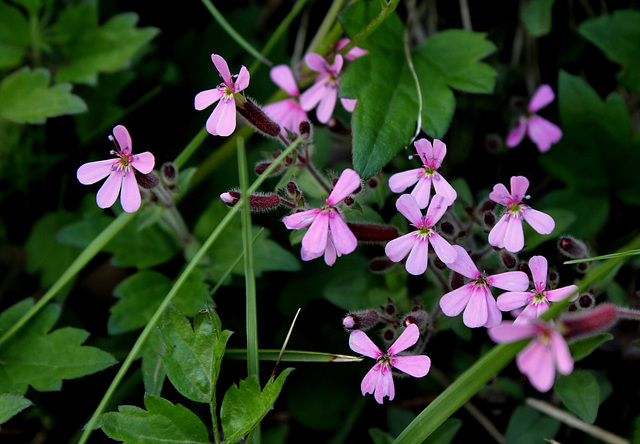 Saponaria ocymioïdes - Saponaire de Montpellier