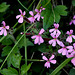 Saponaria ocymioïdes - Saponaire de Montpellier