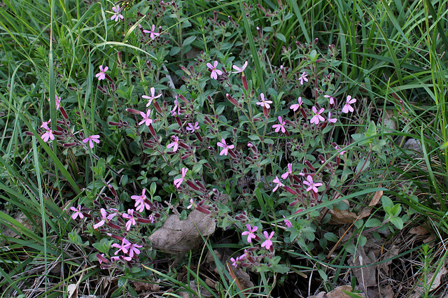 Saponaria ocymioïdes - Saponaire de Montpellier