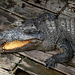 Captive Crocodile #1