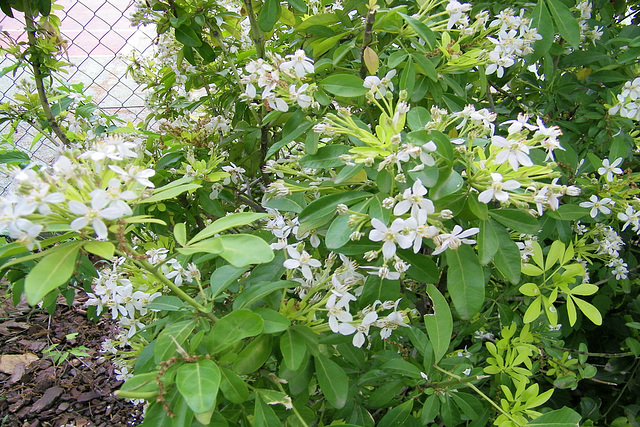 Fleurs blanches