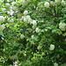 Arbuste  de fleurs blanches