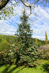 Abies pinsapo 'Glauca'