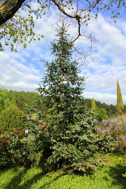 Abies pinsapo 'Glauca'