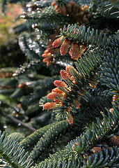 Abies pinsapo 'Glauca'