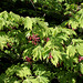 Acer aconitifolium