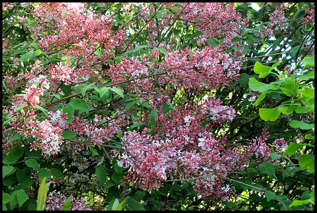 Syringa josikaea