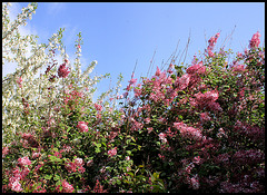 Syringa josikaea