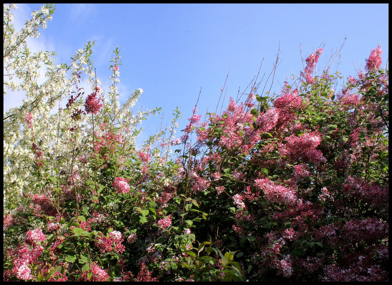 Syringa josikaea