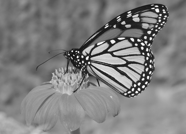 Monarch Butterfly