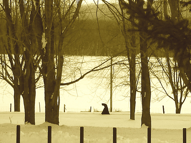 Ti-moine bossu /  Hunchback monk - Abbaye de St-Benoit-du-lac abbey - Février 2009- Sepia