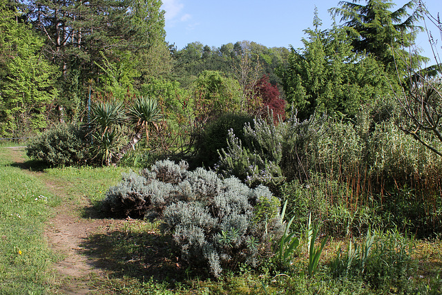 Zone séche - Lavandes - romarins -Yuccas