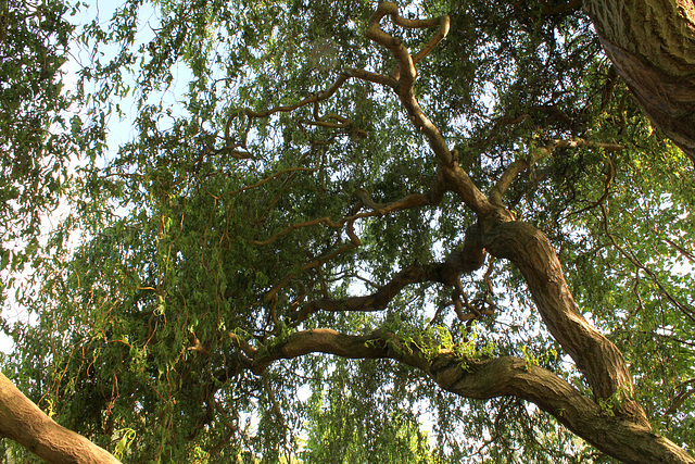 Salix matsudana Tortuosa Aureopendula =erythroflexuosa