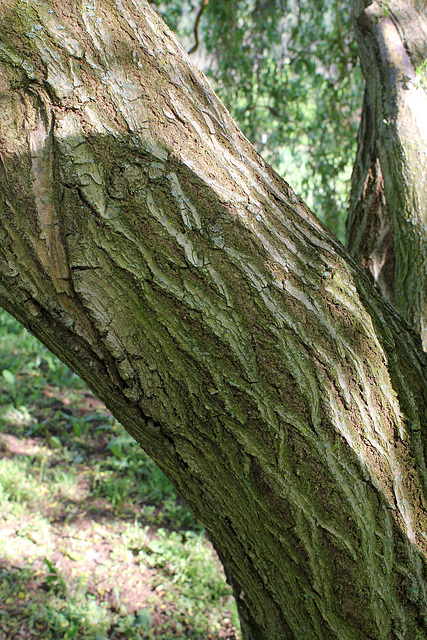 Salix matsudana Tortuosa Aureopendula =erythroflexuosa