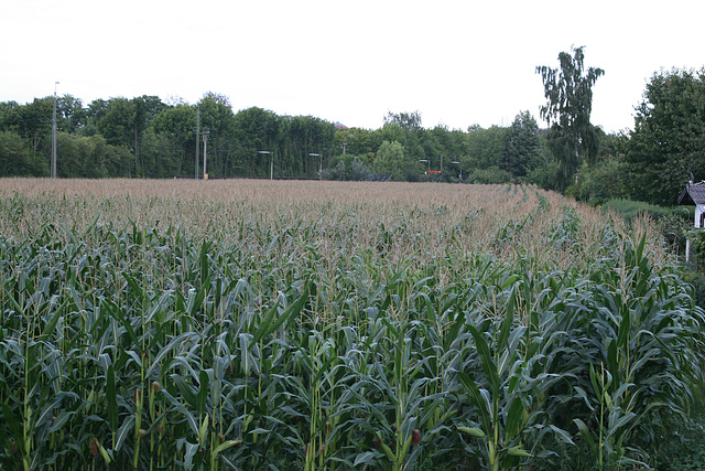 08 cornfield in august