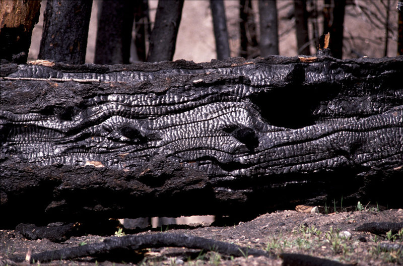 Language of a dead tree