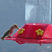 Hummingbird (0364)
