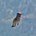 Hummingbird (0370)