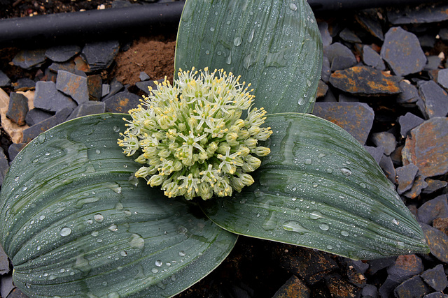 Allium karataviense ' Ivory Queen'