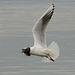 Vol d'une mouette à tête brune...